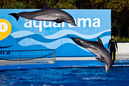 Dolphin Show - Barcelona Zoo