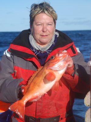 Stor rødfisk