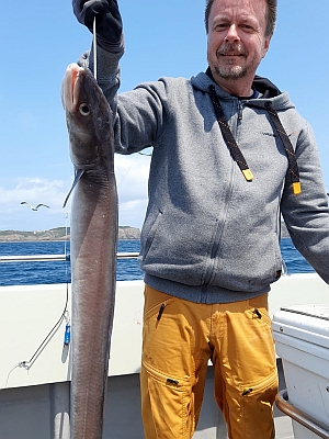 Havål