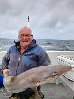 Gråhaj