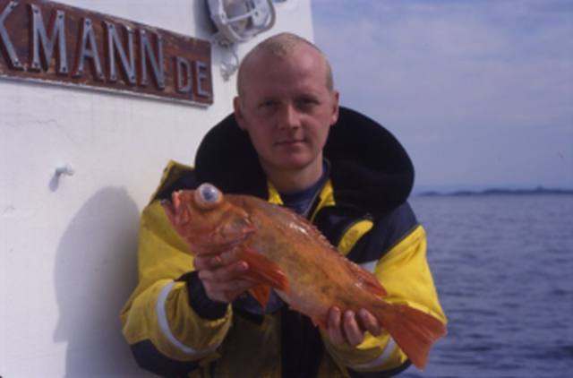 Stor rødfisk