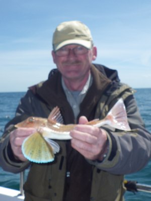 Rød Knurhane