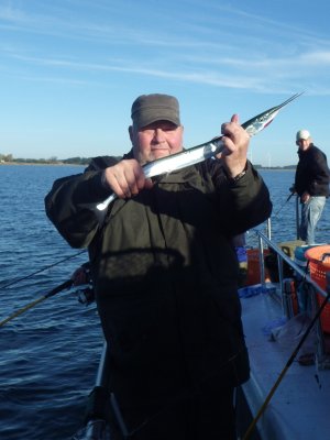 Hornfisk