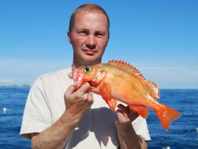 Stor rødfisk