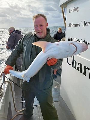 Gråhaj