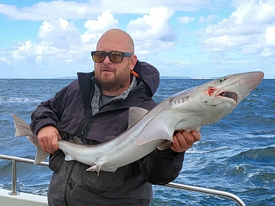 Gråhaj