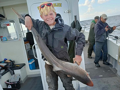 Gråhaj