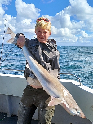 Gråhaj