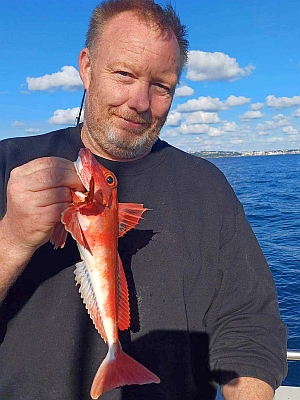 Tværstribet knurhane