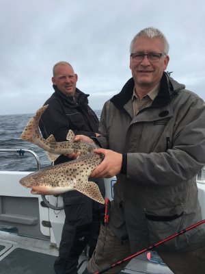 Storplettet rødhaj