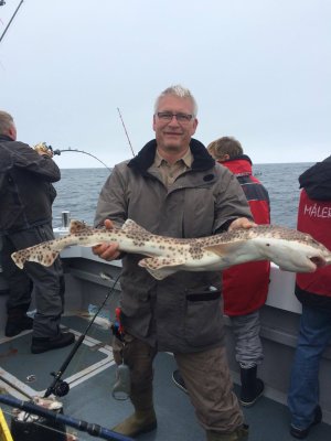 Storplettet rødhaj