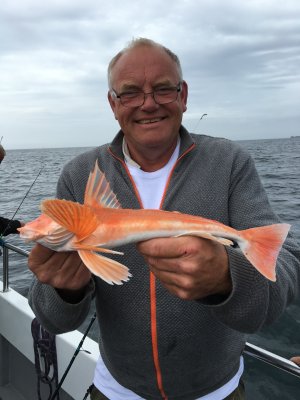 Tværstribet knurhane