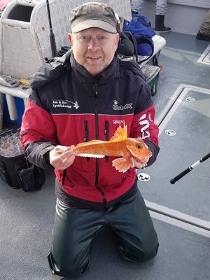 Tværstribet knurhane