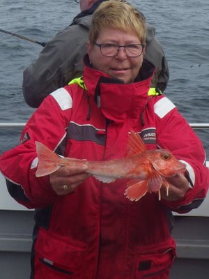 Tværstribet knurhane