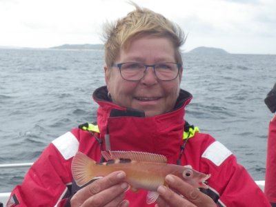 Blåstak / Rødnæb