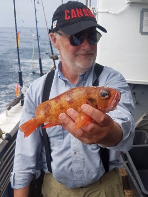 Lille rødfisk