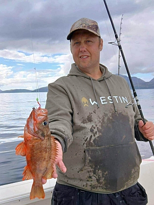 Lille rødfisk