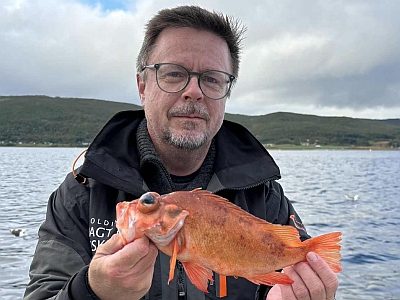 Lille rødfisk