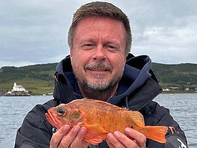 Lille rødfisk