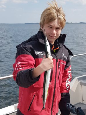 Hornfisk