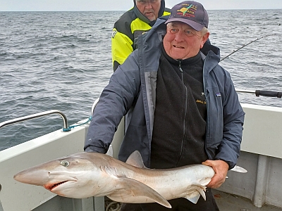 Gråhaj