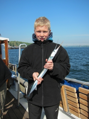 Hornfisk