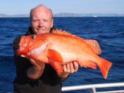 Stor rødfisk