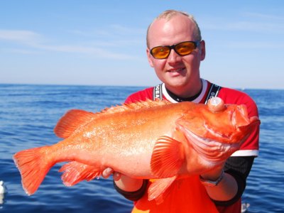 Stor rødfisk