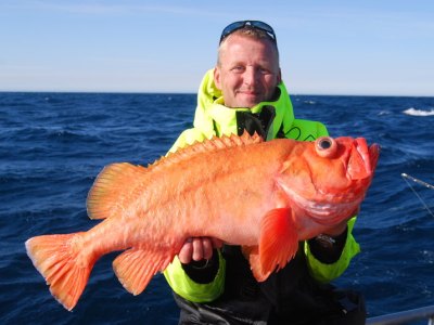 Stor rødfisk
