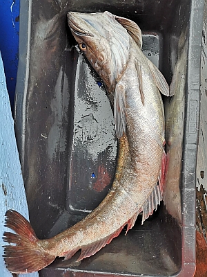 Kulmule