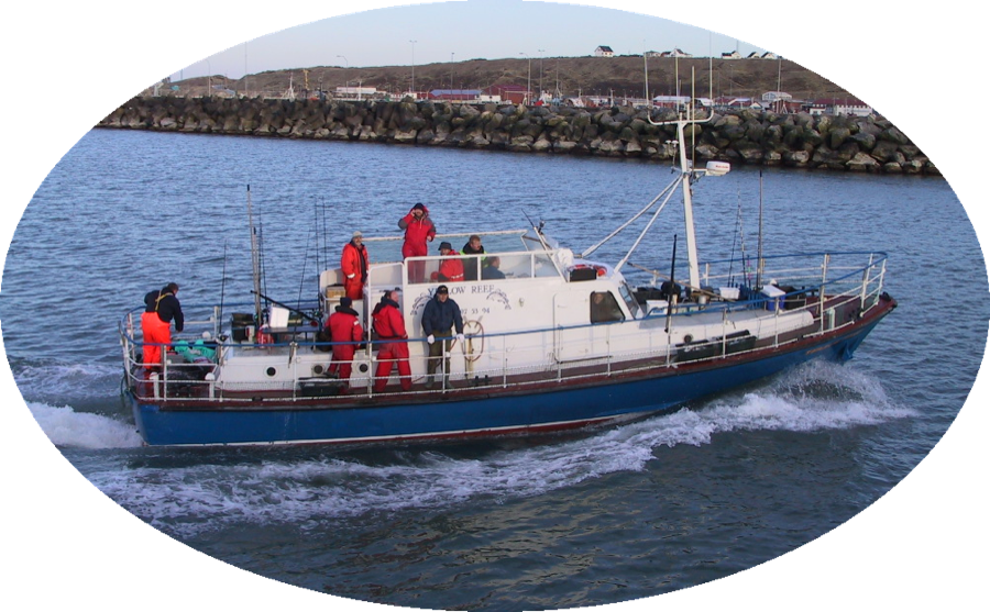 Måleren med Yellow Reef på tur